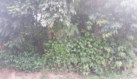 Terreno à venda em Serra da Cantareira, Mairiporã, SP