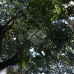 Apartamento à venda com 4 quartos, sendo 2 suítes, em Vila Paulicéia, São Paulo, SP
