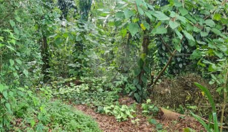 Terreno à venda em Caraguatá, Mairiporã, SP
