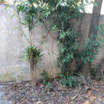 Terreno à venda ou para alugar em Perdizes, São Paulo, SP
