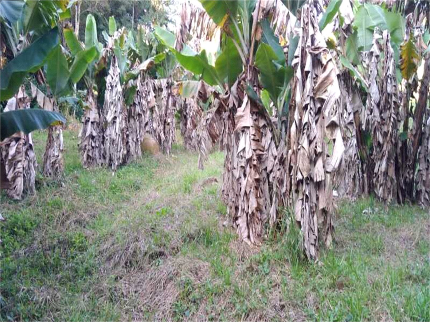 Terreno à venda em Serra da Cantareira, Mairiporã, SP