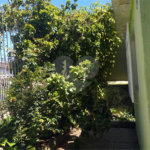 Casa à venda com 5 quartos em Imirim, São Paulo, SP