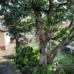 Terreno à venda em Vila Mazzei, São Paulo, SP