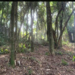 Terreno à venda em Jardim Peri Peri, São Paulo, SP