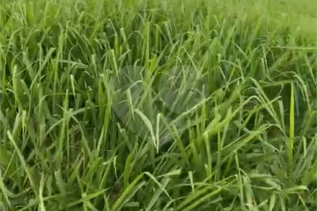 Fazenda à venda com 2 quartos em Canabrava, João Pinheiro, MG