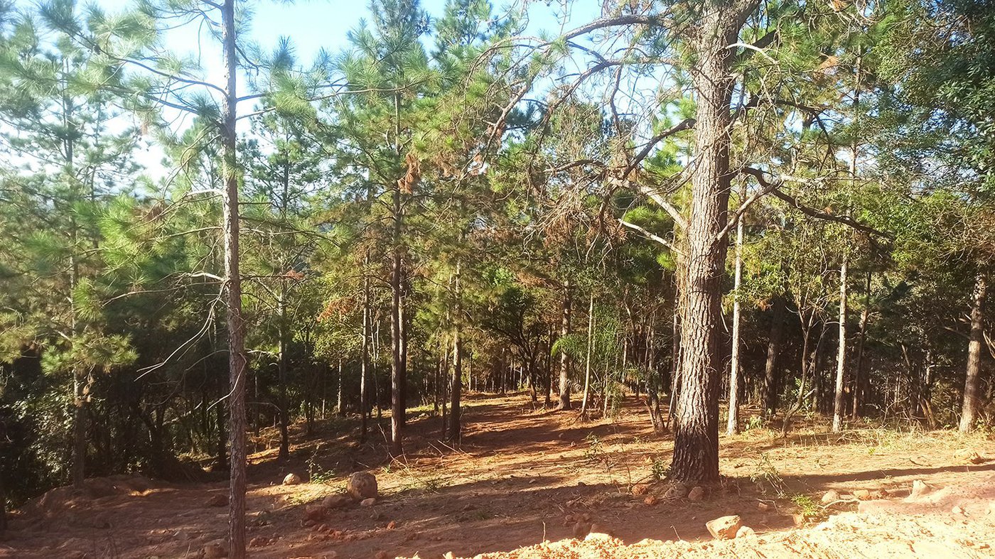 Fazenda Elisa - Fase 3