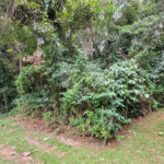 Terreno à venda em Serra da Cantareira, Mairiporã, SP