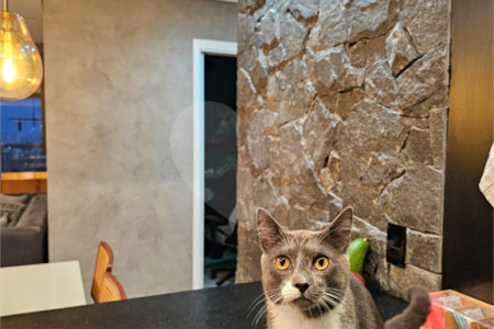 Apartamento à venda com 3 quartos, sendo 1 suíte,  em Vila Zilda (tatuapé), São Paulo, SP
