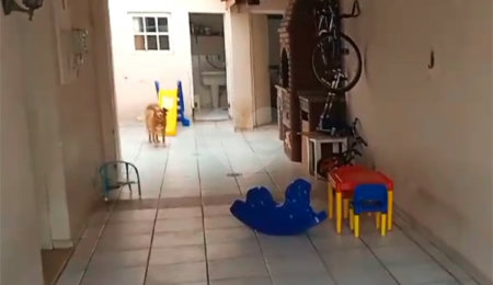 Sobrado à venda com 3 quartos, sendo 2 suítes,  em Planalto Paulista, São Paulo, SP