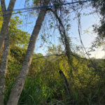 Terreno à venda em Albatroz, Armação dos Búzios, RJ