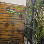 Salão à venda ou para alugar no Centro, Araraquara, SP