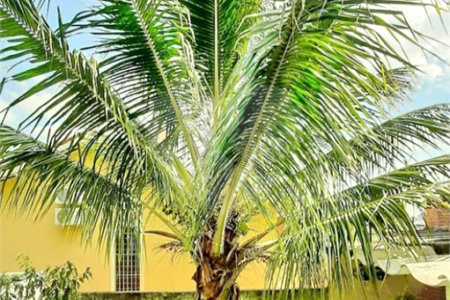 Sobrado à venda com 3 quartos em Água Fria, São Paulo, SP