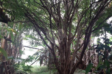 Terreno à venda em Vila Gustavo, São Paulo, SP