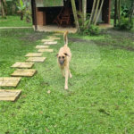 Casa Térrea à venda com 4 quartos, sendo 3 suítes, em Sertão do Piavu, São Sebastião, SP