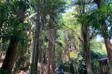 Terreno à venda no condomínio Chácara Flora, São Paulo - SP
