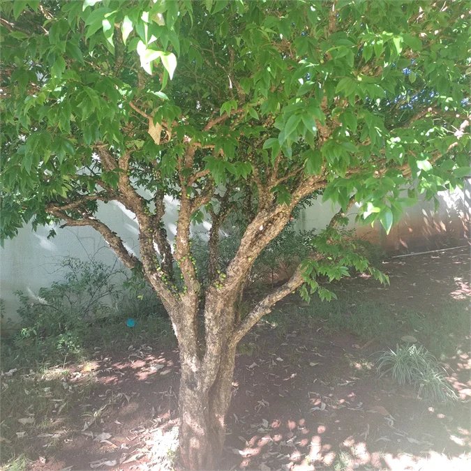 Apartamento à venda com 2 quartos em Jardim Esmeralda, São Paulo, SP