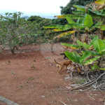 Terreno à venda em Chácara Fernão Dias, Bragança Paulista, SP