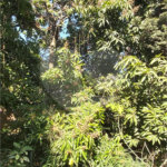 Casa térrea no Centro