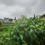 Terreno à Venda no Bairro Nobre Parque Santa Mônica