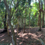 Terreno à venda no condomínio Chácara Flora, São Paulo - SP