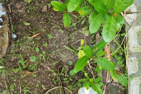 Chácara à venda com 4 quartos em Aguapeú, Itanhaém, SP