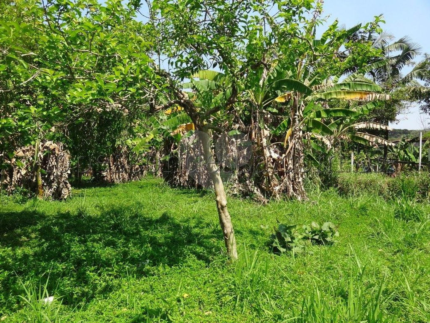 Terreno à venda em Horto Florestal, São Paulo, SP