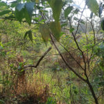 Terreno à venda em Bosque dos Eucalíptos, Atibaia, SP
