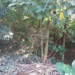 Terreno à venda em Tremembé, São Paulo, SP