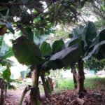 Casa à venda com 4 quartos, sendo 1 suíte, em Jardim Helga, São Paulo, SP