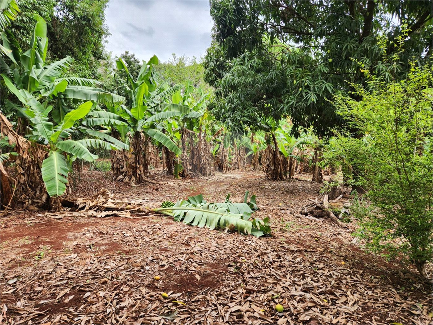 Chácara à venda com 2 quartos em Jardim Califórnia, Araraquara, SP