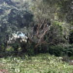 Terreno à venda em Vila Mazzei, São Paulo, SP