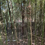 Terreno à venda em Serra da Cantareira, Mairiporã, SP