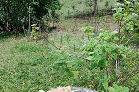 Sítio à venda com 2 quartos em Área Rural de Lagoinha, Lagoinha, SP