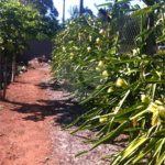 Chácara à venda com 5 quartos em Parque Planalto, Araraquara, SP