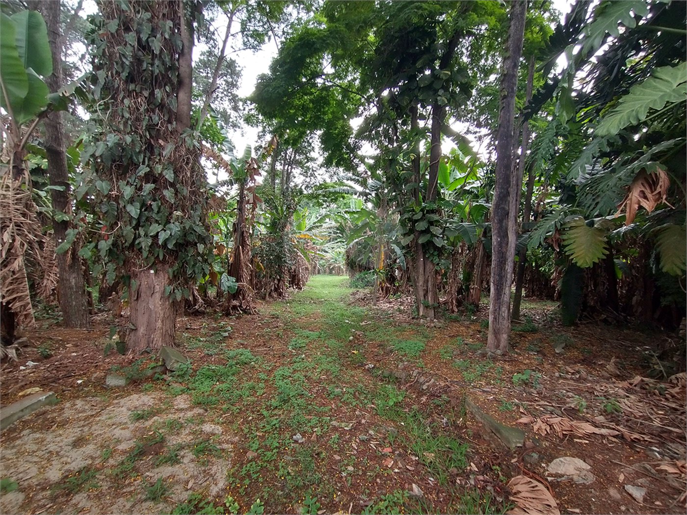 Terreno à venda em Jardim Bela Vista, Guarulhos, SP