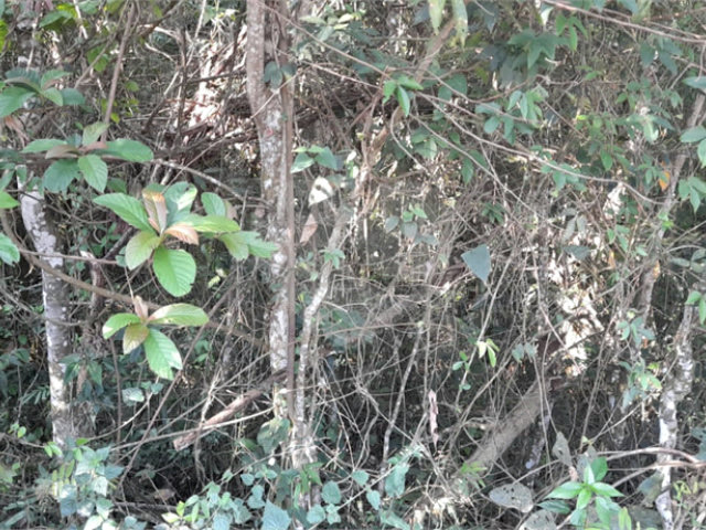 Terreno à venda em Serra da Cantareira, Mairiporã, SP