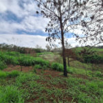 Área de Terra à venda com 1 suíte em Cocais, Itatiba, SP