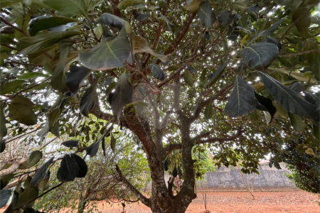 Chácara à venda com 3 quartos em Vila Sottemo, Itapetininga, SP