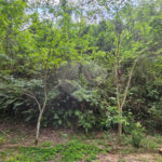 Terreno à venda em Chácara Recreio Lagoa dos Patos, Jundiaí, SP