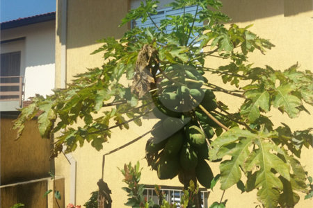 Sobrado à venda com 3 quartos em Tucuruvi, São Paulo, SP