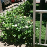 Apartamento à venda com 3 quartos em Pirituba, São Paulo, SP