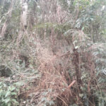 Terreno à venda em Suasalito, Mairiporã, SP