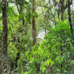 Terreno à venda em Serra da Cantareira, Mairiporã, SP