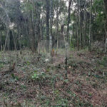 Terreno à venda em Serra da Cantareira, Mairiporã, SP