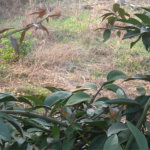 Terreno à venda em Jardim São João (zona Norte), São Paulo, SP