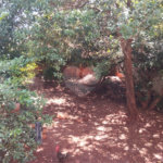 Casa à venda com 3 quartos em Jardim Santa Lúcia, Araraquara, SP