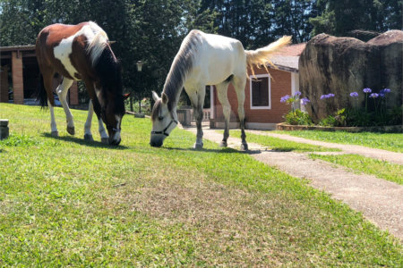 Sítio à venda com 3 suítes em Vila Darcy Penteado (mailasqui), São Roque, SP