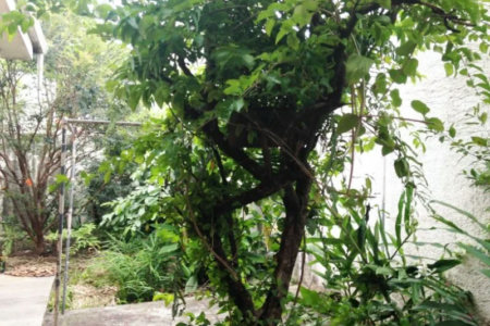 Casa Térrea à venda com 3 quartos, sendo 1 suíte, em Vila Cordeiro, São Paulo, SP