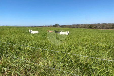 Fazenda à venda com 2 quartos em Canabrava, João Pinheiro, MG
