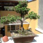 Casa Térrea à venda com 2 quartos, sendo 1 suíte,  em Horto Florestal, São Paulo, SP
